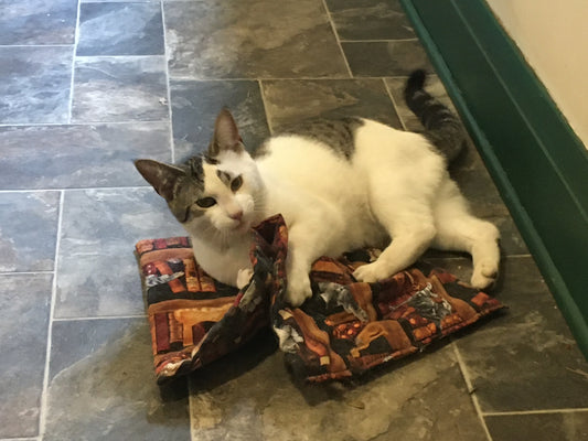 Mat Nip - Library Cats - Catnip infused Kitty play mat